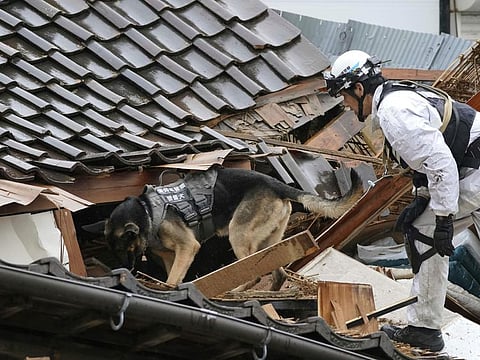 A police officer and a dog search a collapsed house following earthquakes in Wajima, Ishikawa prefecture.
