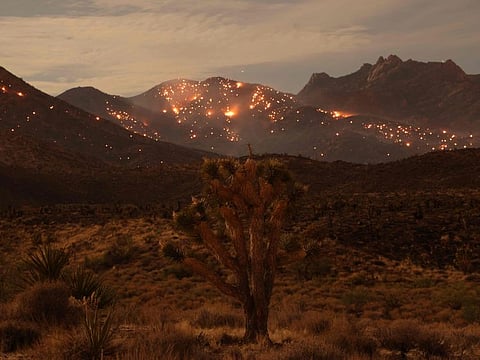 A Joshua Tree is seen as the York fire burns in the distance in the Mojave National Preserve on July 30, 2023. The year of 2023 was the hottest on record, with the increase in Earth's surface temperature nearly crossing the critical threshold of 1.5 degrees Celsius, EU climate monitors said on January 9, 2023. Climate change intensified heatwaves, droughts and wildfires across the planet, and pushed the global thermometer 1.48 C above the preindustrial benchmark, the Copernicus Climate Change Service (C3S) reported.