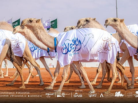 A parade of camels at the latest edition of the flagship King Abdulaziz Camel festival in Riyadh.