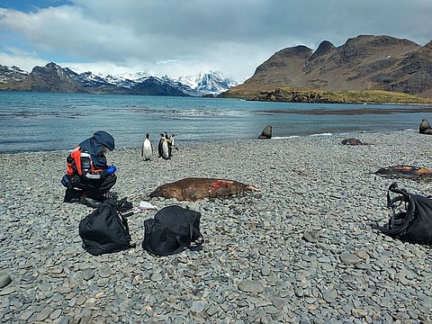 A scientist tests a dead seal on South Georgia Island in the South Atlantic Ocean for avian influenza, a disease which has already killed millions of birds worldwide in recent years and is now present in wildlife living near Antarctica, December 2023.