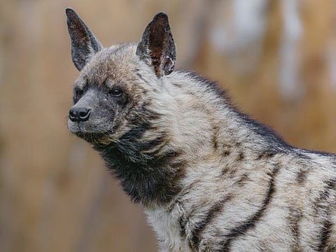 Saudi Arabia has recently escalated efforts to combat ecological violations, reflecting its commitment to pro-environment initiatives.