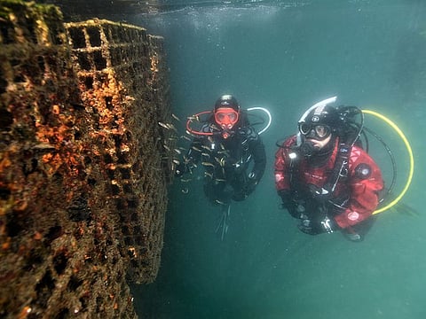 Structures like these will be deployed in specific areas of Khalifa Port, where marine life needs support and regeneration.