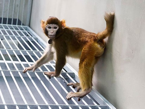 This handout photograph released by Nature Communications on January 16, 2024 and taken by Zhaodi Liao in a laboratory of the Non-Human Primate Facility of the Chinese Academy of Sciences Institute of Neuroscience in Shanghai in 2023, shows ReTro, a then 17 month-old somatic cell-cloned Rhesus monkey, produced through trophoblast replacement. Scientists in China announced on January 16, 2024 they have cloned the first healthy rhesus monkey, after tweaking the process that created Dolly the sheep.