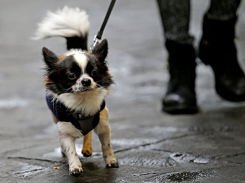 A woman walks with her dog in downtown Rome, Italy.