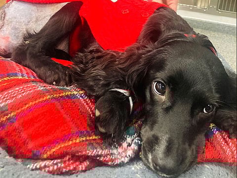 Ariel after surgery surgery, in Bristol, England.