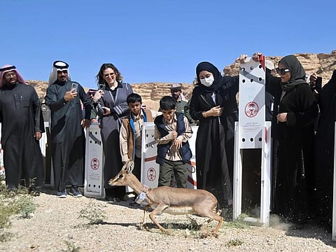 Endangered species released in the Ibex Protectorate