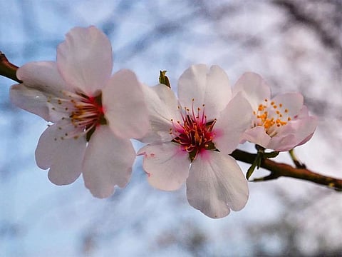 'Bajali' almond trees, their white flowers is an integral component of Saudi's natural wealth and cultural heritage.