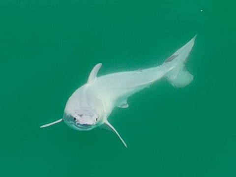 A July 2023 framegrab handout on January 29, 2024 by wildlife photographer Carlos Gauna, known as The Malibu Artist, shows of a newly born great white shark pup, believed to be just hours old because of its rounded dorsal fin, filmed off the California coast near Santa Barbara.