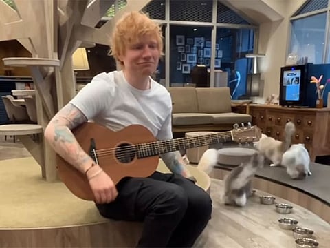 The cats didn't become fans over the 10 years Sheeran was away.