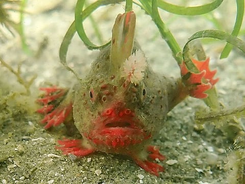 A critically endangered red handfish in waters off Australia's Tasmania state.