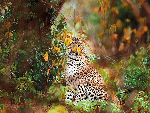Wilpattu National Park; tourists volunteering on Mannar Island can easily access Sri Lanka’s largest national park