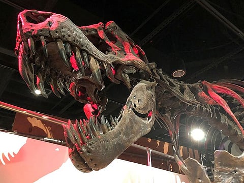 The skeleton of a Tyrannosaurus rex, the large meat-eating dinosaur that lived in western North America and went extinct 66 million years ago, is displayed at the Smithsonian National Museum of Natural History in Washington, U.S. June 16, 2019.