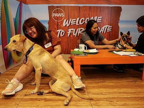Chia Llanes sits with Kyusi, a dog rescued by the Philippine Animal Welfare Society (PAWS), during their "FURst date" on Valentine's Day at Quezon City, Metro Manila, Philippines.
