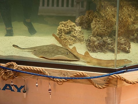 Charlotte, a round stingray, in an undated photo at the Aquarium and Shark Lab by Team ECCO.