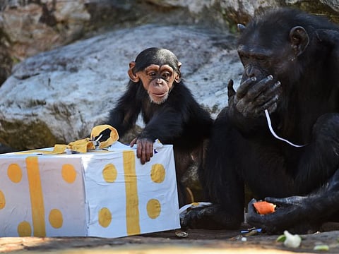 A Taronga Zoo baby chimpanzee and its mother play with their Christmas treats designed to challenge and encourage their natural skills in Sydney.