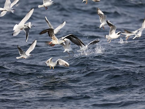 The large red-footed Booby amid a flock of gulls feeding on fish farms, 3km off the Dibba Coast in Fujairah.