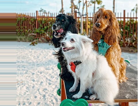 Dogs roam leash-free as Dubai opens latest ‘Dog Park’