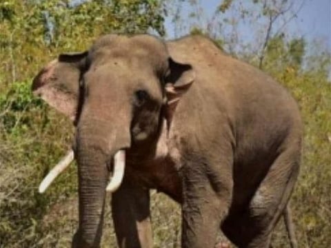 In recent months, Kerala has witnessed a surge in wild elephant attacks. Picture for illustrative purposes.