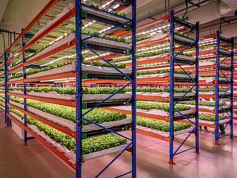 Emirates Bustanica facility: Inside world's largest indoor vertical farm