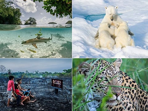Photos set to be exhibited at Xposure 2024 in Sharjah, UAE (clockwise, from top left): “Blacktip Reef Shark under the Mangroves” by Kiliii Yuyan; “Nursing Ritual” by Florian Schulz; “Spotted”, by Melody Mnisil and “Keeping Up With The Kardashians” by Charlie Hamilton James.