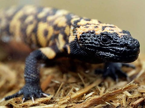 File photo: A Gila monster is displayed at the Woodland Park Zoo in Seattle. A 34-year-old Colorado man has died on February 16, 2024, after being bitten by his pet Gila monster in a very rare occurrence.