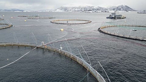 An aerial view taken on February 5, 2024 shows the Oksebasen fish farm which is operated by the world's largest producer company of Atlantic salmon Mowi, in Giske, Norway. Norway's fish farms are feeding their salmon an increasingly vegetarian diet in order to make their businesses more sustainable, but for these carnivorous pink-fleshed fish, all is not rosy. (Photo by Viken KANTARCI / AFP)