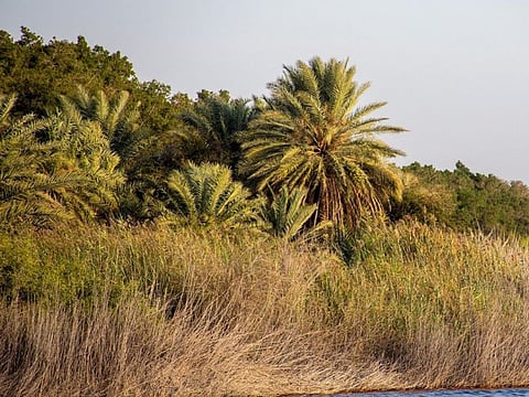 Sharjah Wasit Wetland Centre consists of expansive sand dunes, fresh water ponds and salty coastal lakes