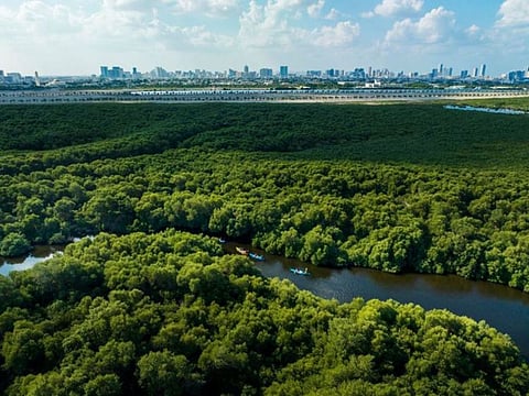 A mangrove forest in the UAE. The Ministry of Climate Change and Environment (MOCCAE) is supplying 50,000 mangrove seedlings to participating entities, supporting the UAE’s ambitious pledge to plant 100 million mangrove trees by 2030.
