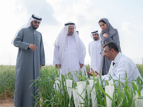 Video: Sharjah Ruler attends start of wheat harvest season in Mleiha
