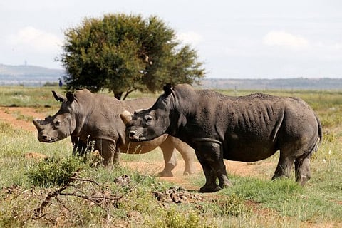 Rhinos, one of the world's endangered animals, are seen at a farm outside Klerksdorp, in the north west province, South Africa.
