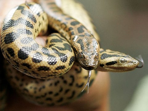 A zookeeper displays five-day-old Green Anacondas at the National Zoological Gardens in Colombo July 16, 2008. It was thought that there was only one species of green anaconda in the wild, the Eunectes murinus