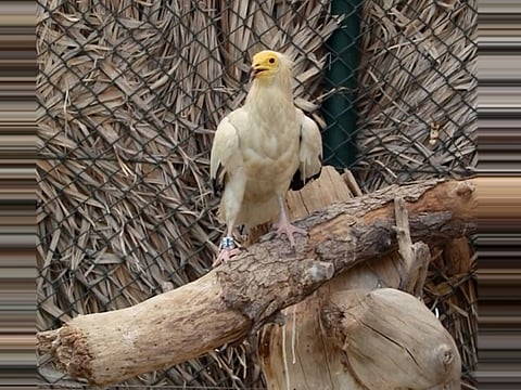 One of the 7 Egyptian vultures successfully bed in the UAE. This raptor, which belongs to the falcon family, inhabits the United Arab Emirates, and is considered endangered at the global level according to the International Union for Conservation of Nature’s (IUCN) Red List.