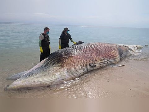 The Environment and Protected Areas Authority in Sharjah (EPAA) has completed a study to analyse tissues of 7 dead whales beached in the UAE. A team of researchers the conducted on 5 Bryde’s Whales, 1 Blue Whale, and 1 Humpback Whale.