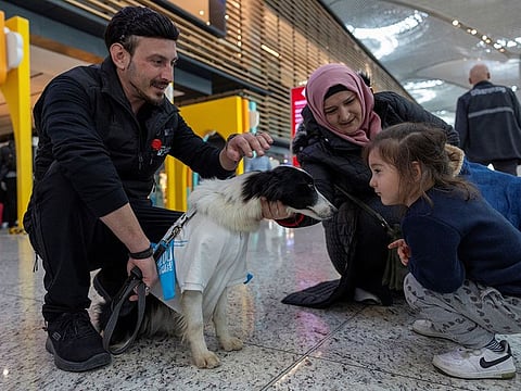 Passengers pet one of five therapy dogs as they roam Istanbul Airport.