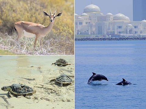 Abu Dhabi was honoured as the Capital of the Arab Environment in recognition of the emirate’s distinguished environmental protection efforts, and implementation of related initiatives and projects to improve people’s quality of life.