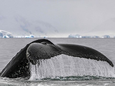 King Tuheitia said granting whales the same status would act as "a cloak of protection for our taonga (treasure), our ancestor - the whales".
