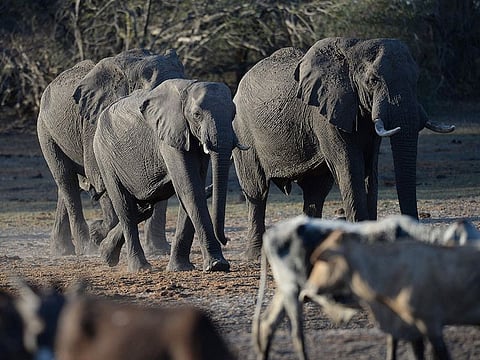 Elephants arrive to drink water in one of the dried channel of the wildlife reach Okavango Delta near the Nxaraga village in the outskirt of Maun, in Botswana.