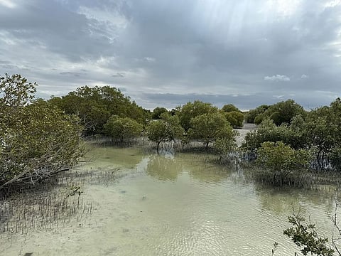 Beyond mitigating the impact of climate change, mangroves also reduce coastal erosion. These trees cover about 176 square kilometres across Abu Dhabi.