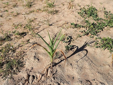 A wilted maize crop is seen in Mumijo, Buhera district east of the capital Harare, Zimbabwe, March 16, 2024.