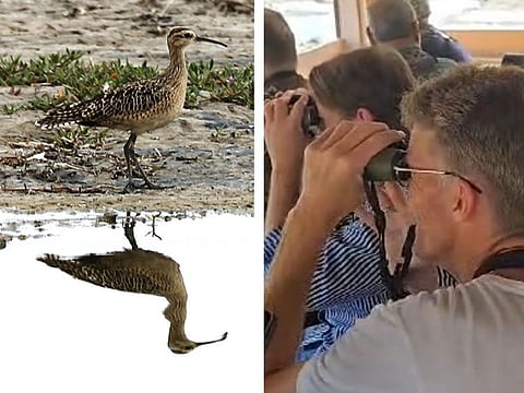 Birders at Ras Al Khor in Dubai training their lens on the Little Curlew from Siberia in its first ever sighting in the UAE.