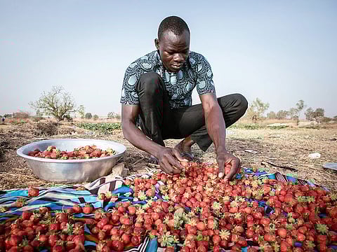 Yiwendenda Tiemtore sorts strawberries in his field in Ouagadougou. In the suburbs of Ouagadougou, the round leaves of strawberries are replacing cabbage and salads. An 'oddity' in the heart of the Sahel, Burkina strawberries invade the stalls of local markets, a 'red gold' which is now also exported beyond the borders.