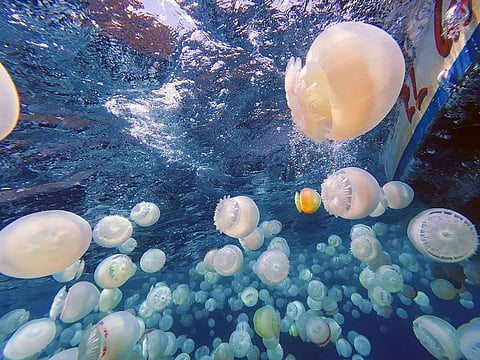 Cannonball jellyfish (Stomolophus meleagris) off the coast of Chuao, Aragua State, Venezuela.