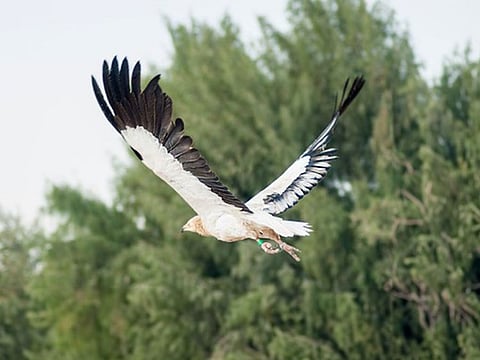 UN recognises the Environment Agency Abu Dhabi's offers in conservation of migratory species.