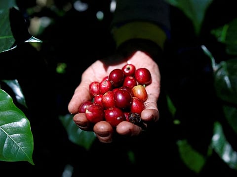 A worker harvests arabica coffee cherries at a plantation near Pangalengan, West Java, Indonesia.