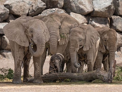 The newborn, named Tarthooth, joins the African savanna elephant Samra, who was born at the beginning of last year.