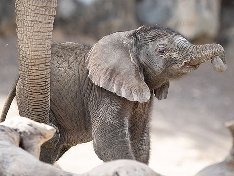 Among the animals that you will be able to see will be baby Tarthooth, whose birth was announced last month by the Environment and Protected Areas Authority (EPAA) in Sharjah.