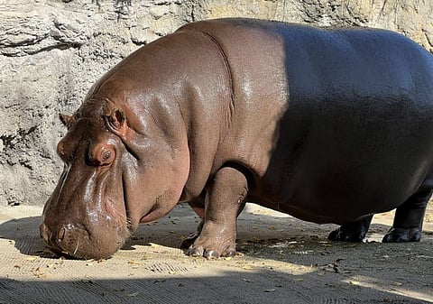 "Gen-chan" at the Tennoji Zoo in Osaka.