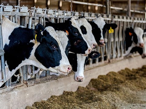 Though the H5N1 strain of HPAI has killed millions of poultry during the current wave, affected cows have not fallen severely sick.