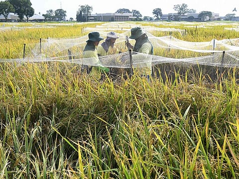 Workers inspect fully grown rice varieties at the International Rice Research Institute (IRRI) in Los Banos town, Laguna province, south of Manila.