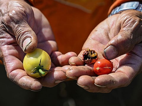 Tomatoes from the drought-stricken crops at a farm in San Antonio, Nueva Ecija.
